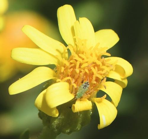 Réf. 239 826 : Macrotylus atricapillus